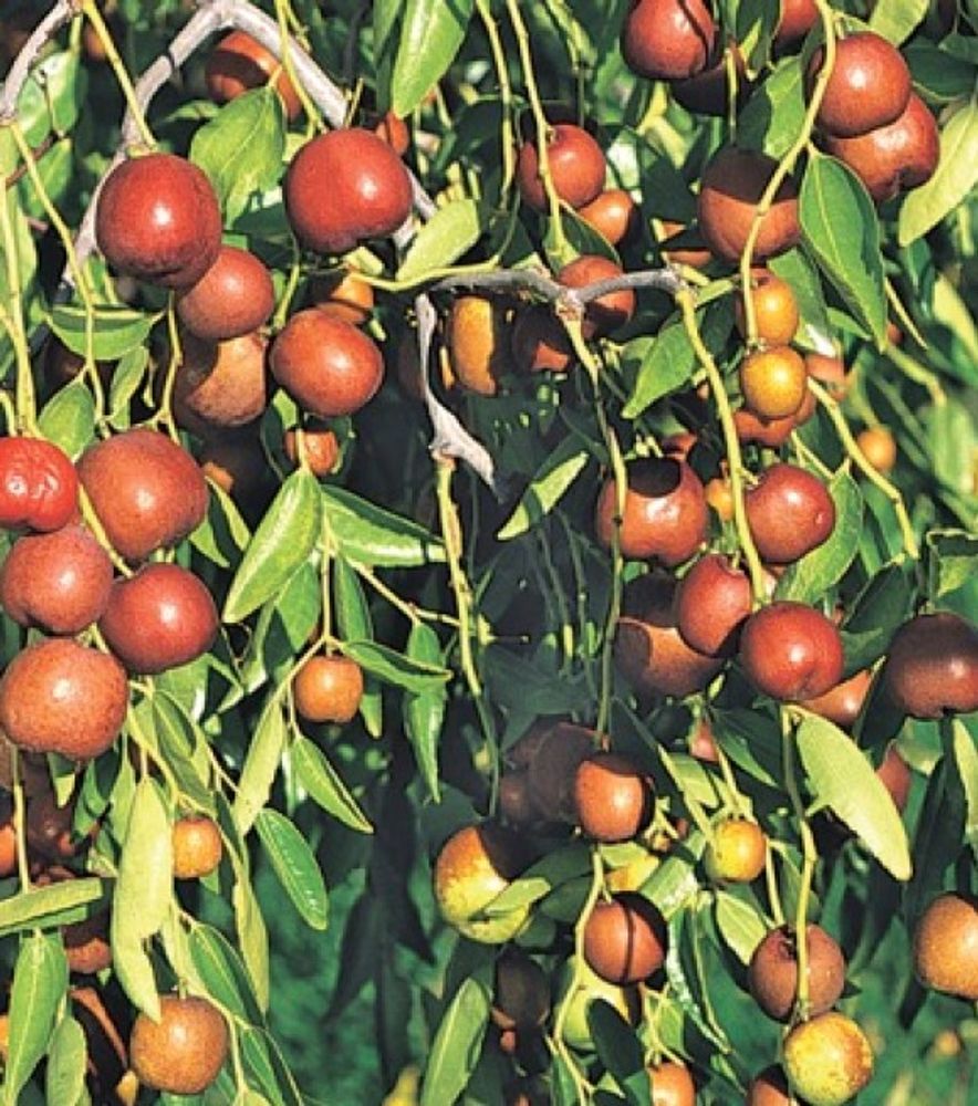 Jujube Coco Fruit Tree