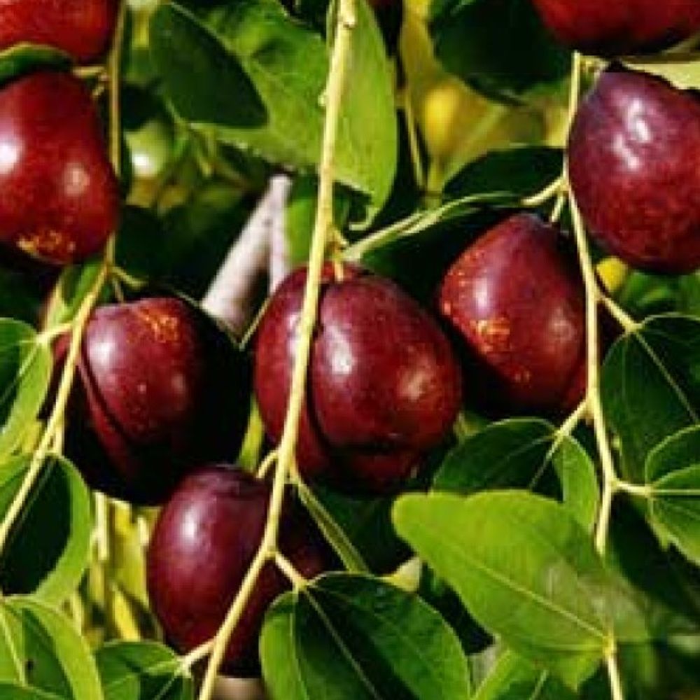 Jujube Li Fruit Tree 