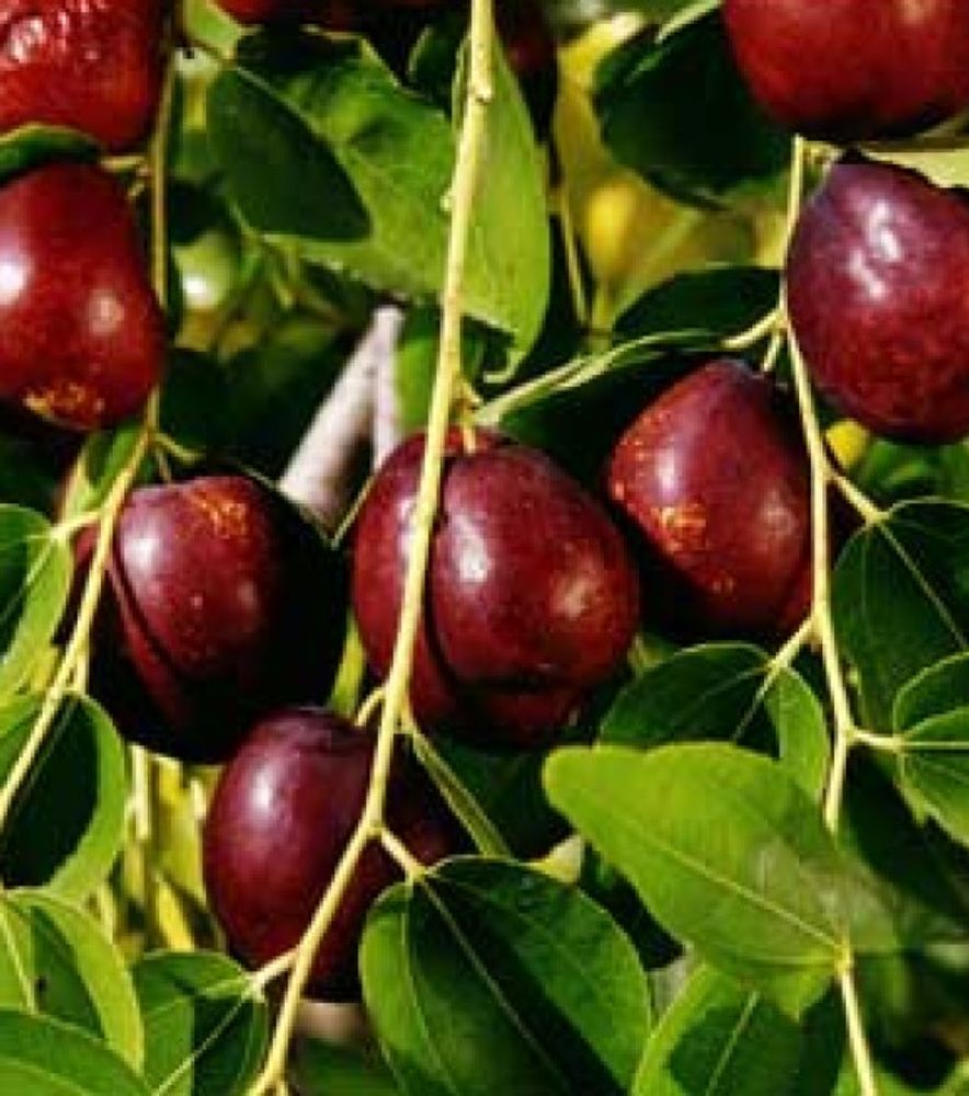 Jujube Li Fruit Tree
