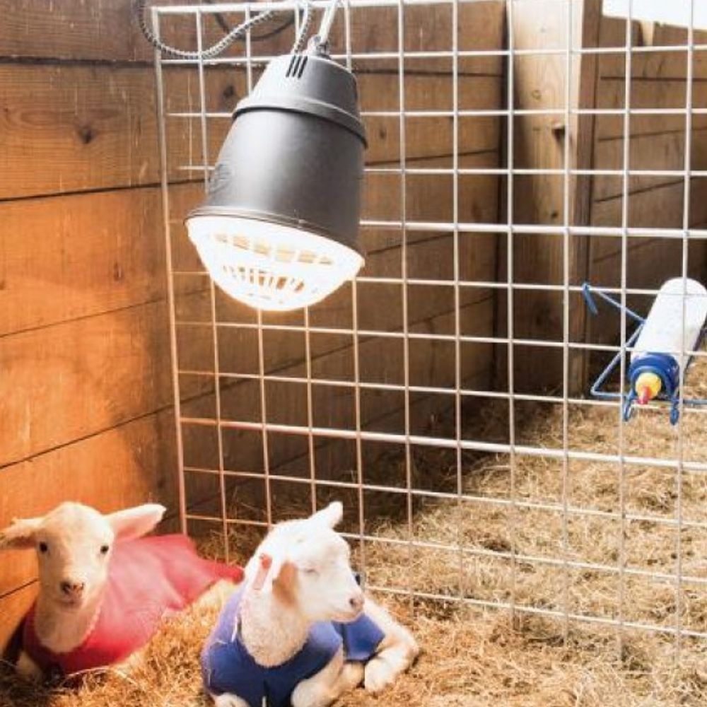 Premier 1, Prima Heat Lamp