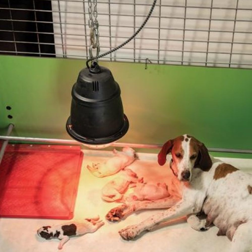 Premier 1, Prima Heat Lamp