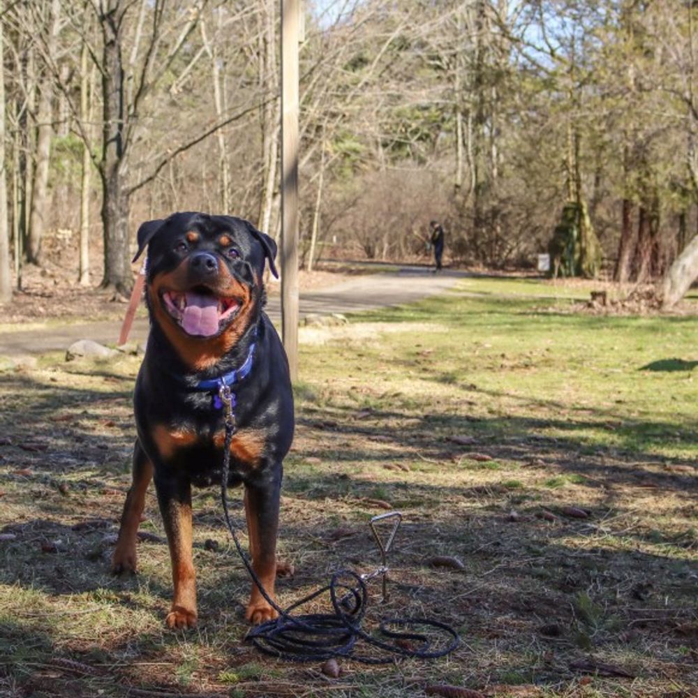 Costal Pet Products, Black Poly Big Dog Tie Out