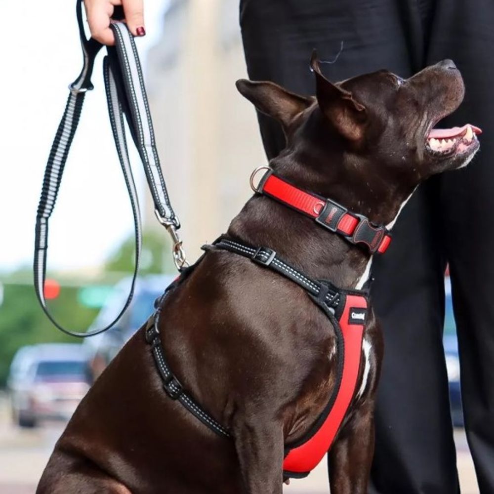 Costal Pet Products, 4' Black/Gray Double Handle Bungee Leash