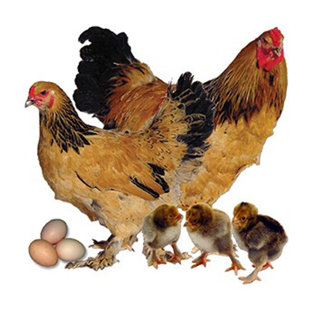 Buff Brahma Pullet