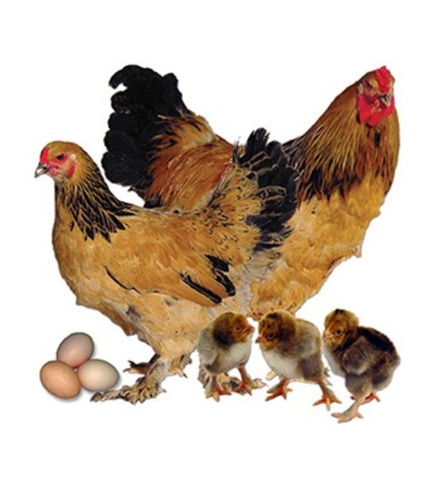 Buff Brahma Pullet