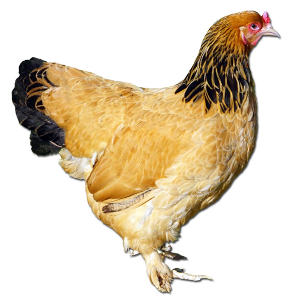 Buff Brahma Pullet