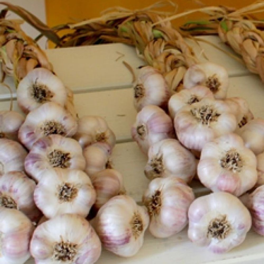 California Early Softneck Variety Garlic, 2 pk 