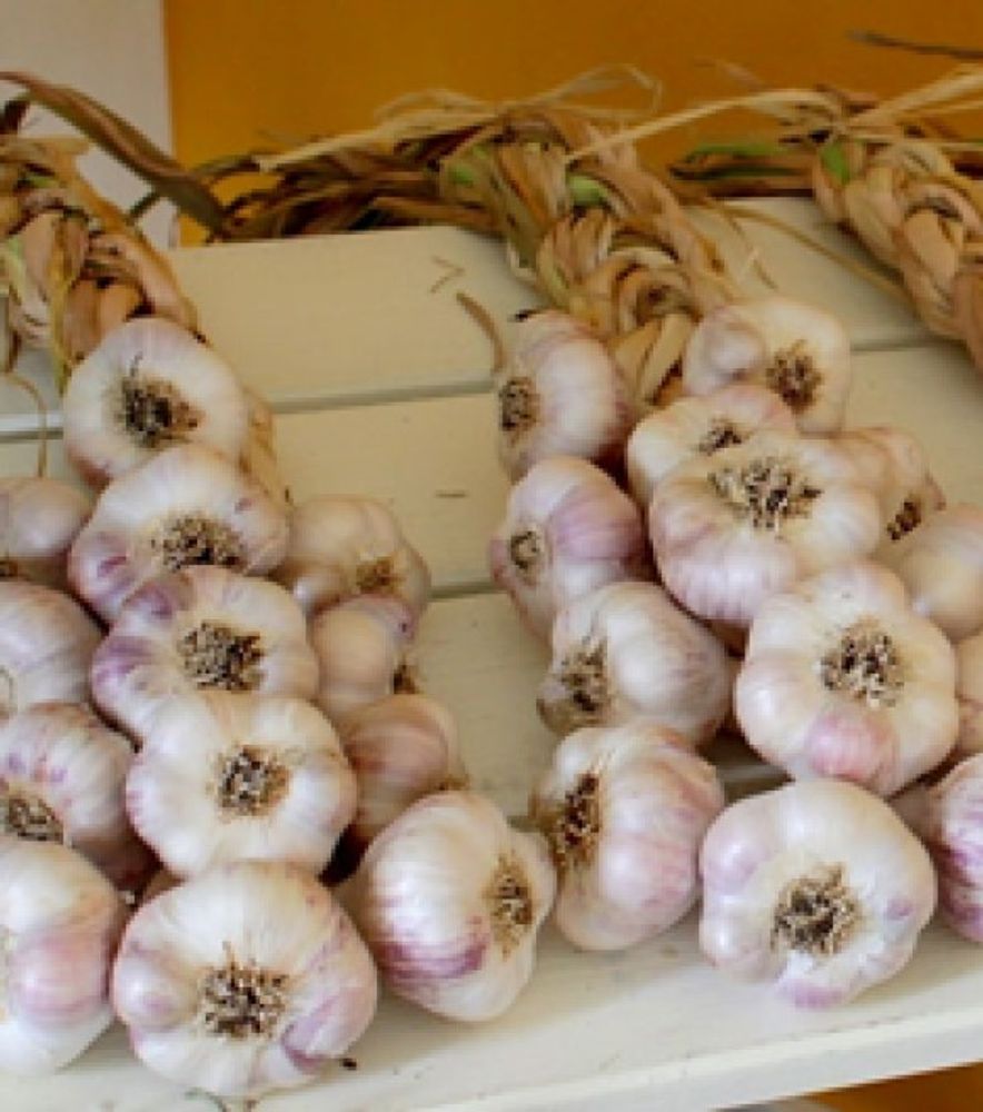 California Early Softneck Variety Garlic, 2 pk