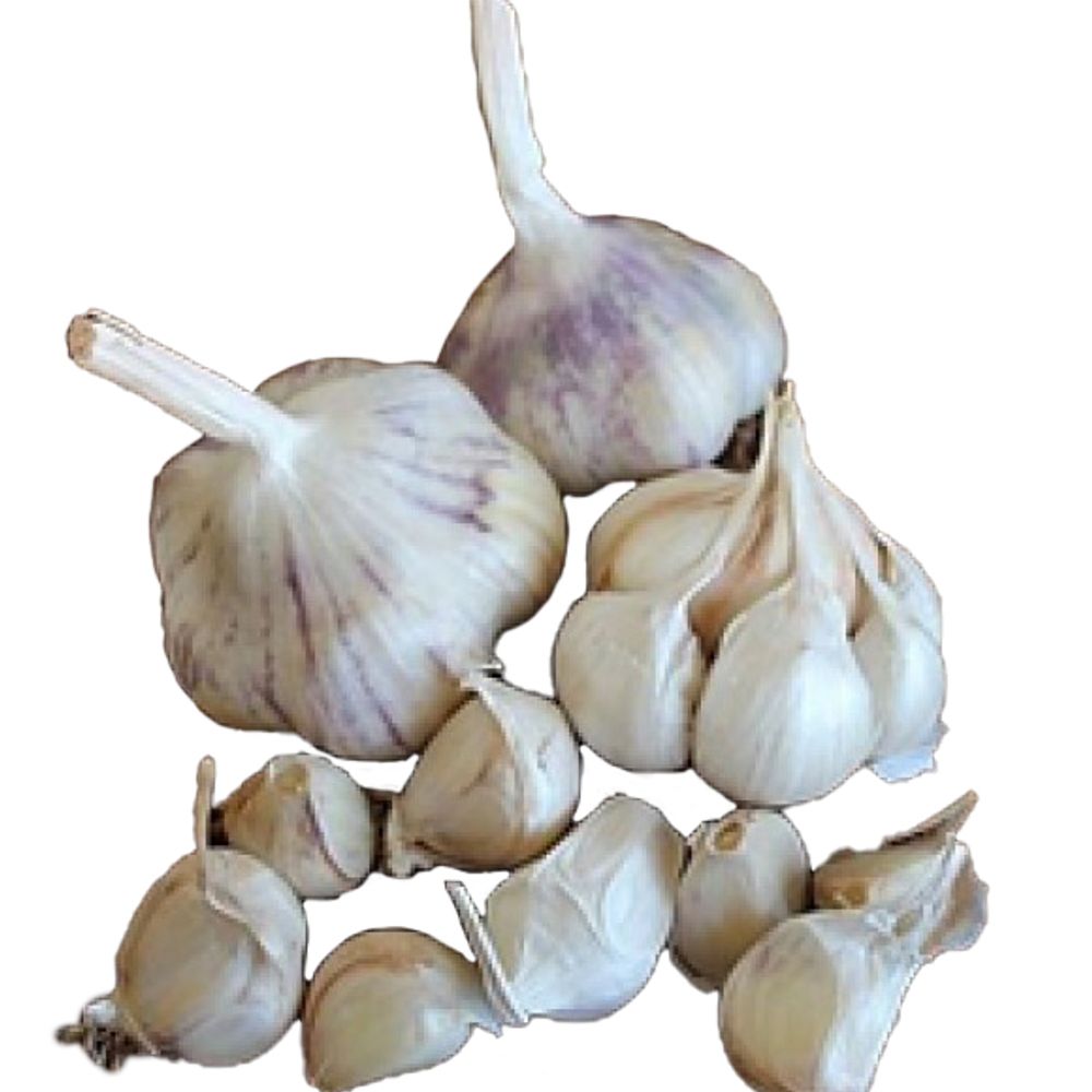 Inchelium Red Softneck Variety Garlic, 2 pk 