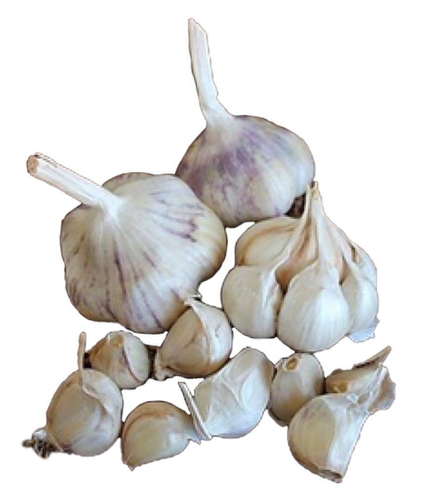 Inchelium Red Softneck Variety Garlic, 2 pk