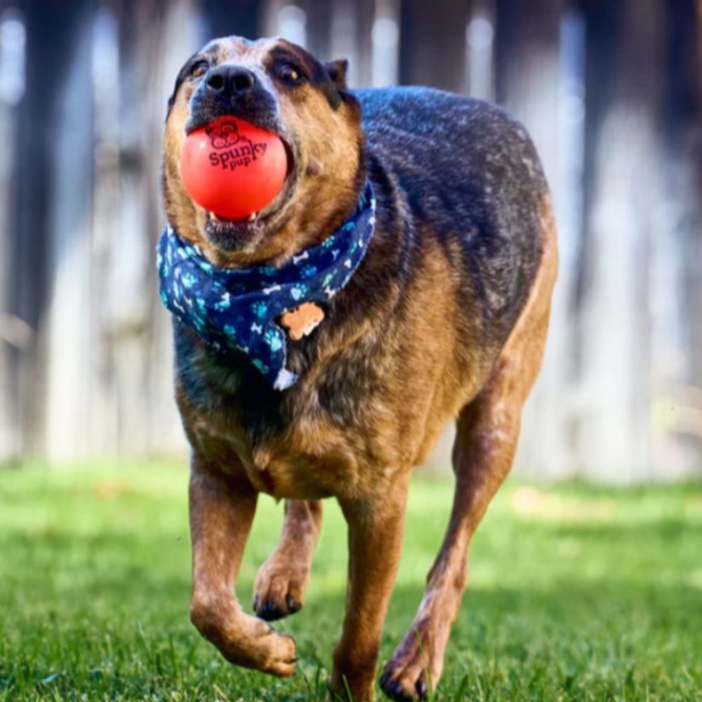 Spunky Pup, Assorted Fetch & Glow Ball 