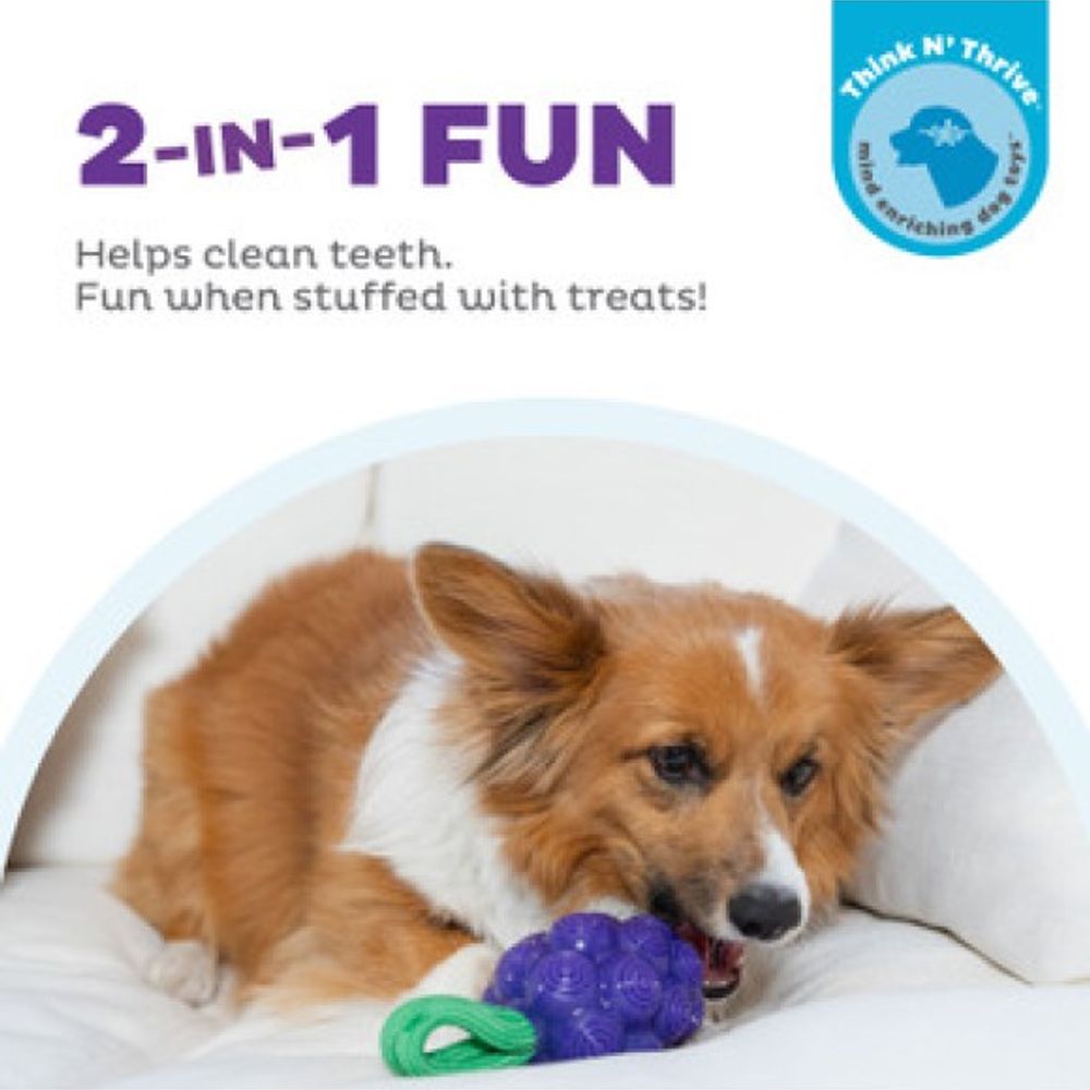 Outward Hound, Dental Grape Dog Chew Toy