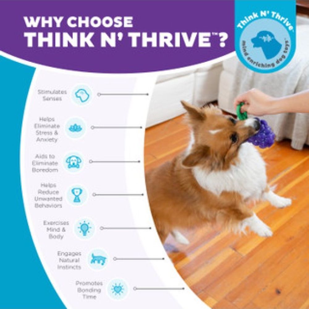 Outward Hound, Dental Grape Dog Chew Toy