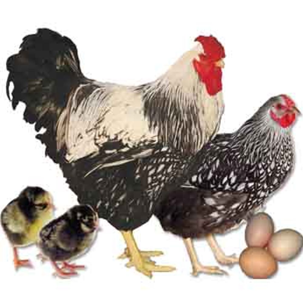 Silver Laced Wyandotte  Pullet