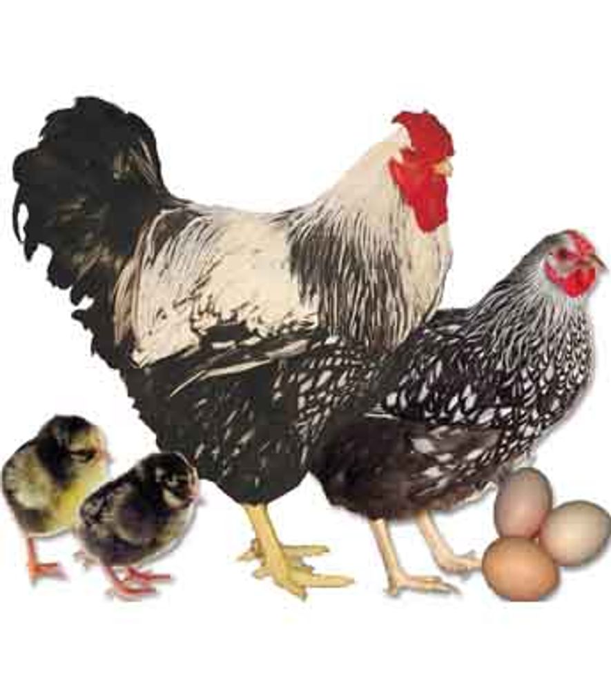 Silver Laced Wyandotte Pullet