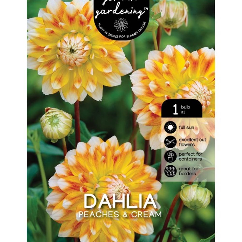 Van Zyverden, Peaches & Cream Tuber Dahlia