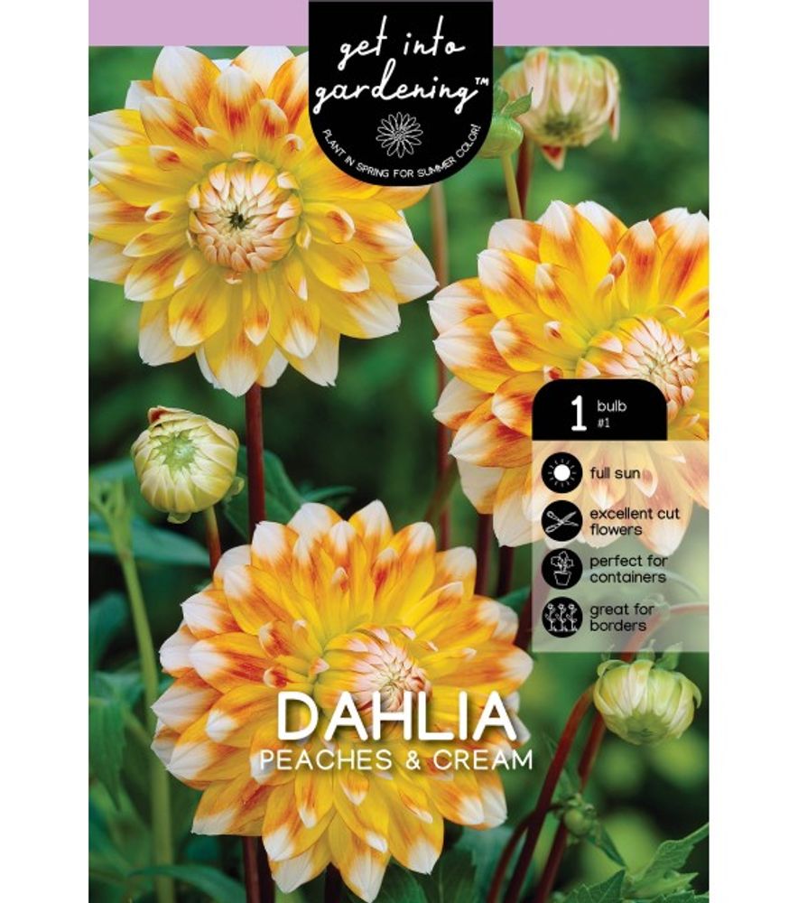 Van Zyverden, Peaches & Cream Tuber Dahlia