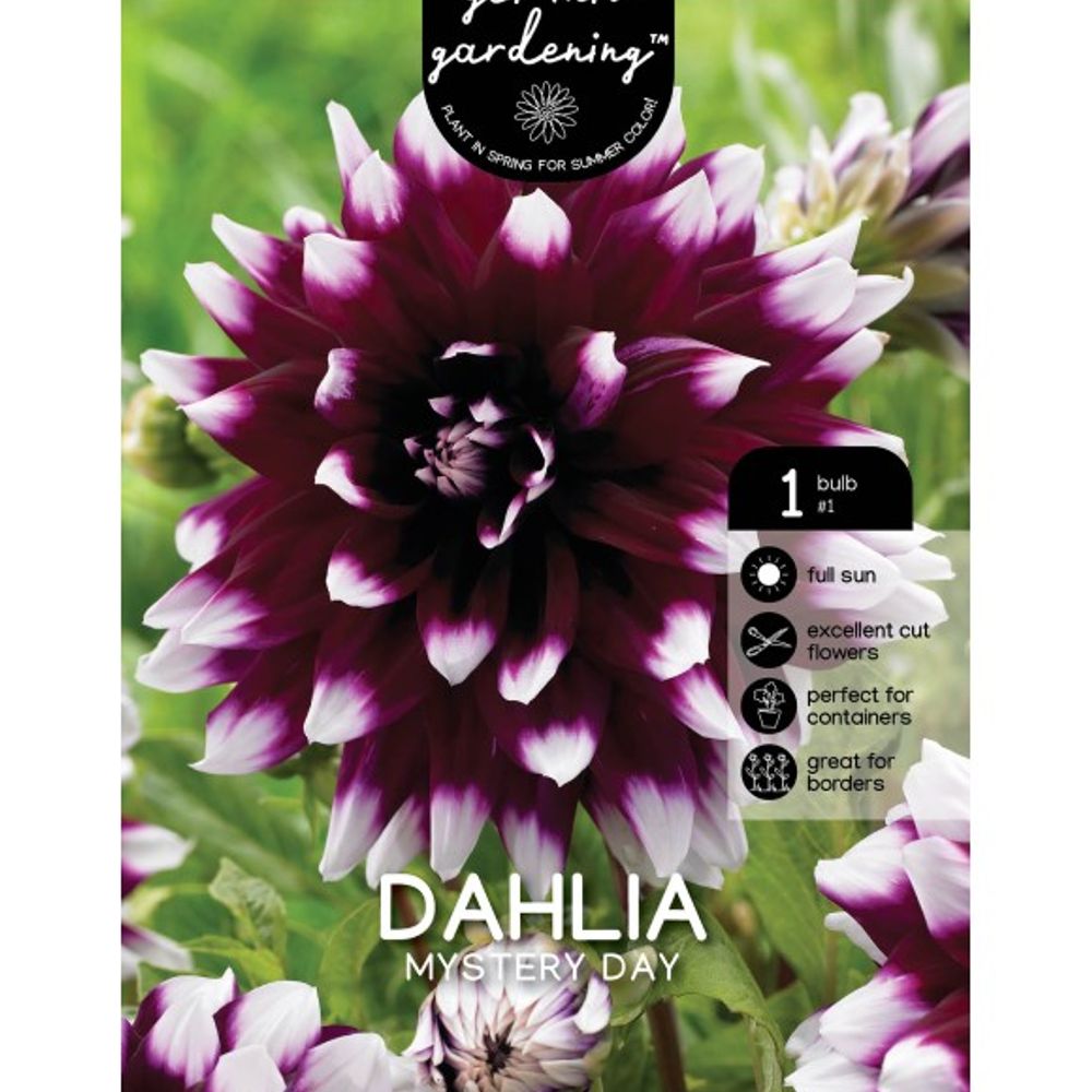 Van Zyverden, Bicolor Mystery Day Tuber Dahlia 