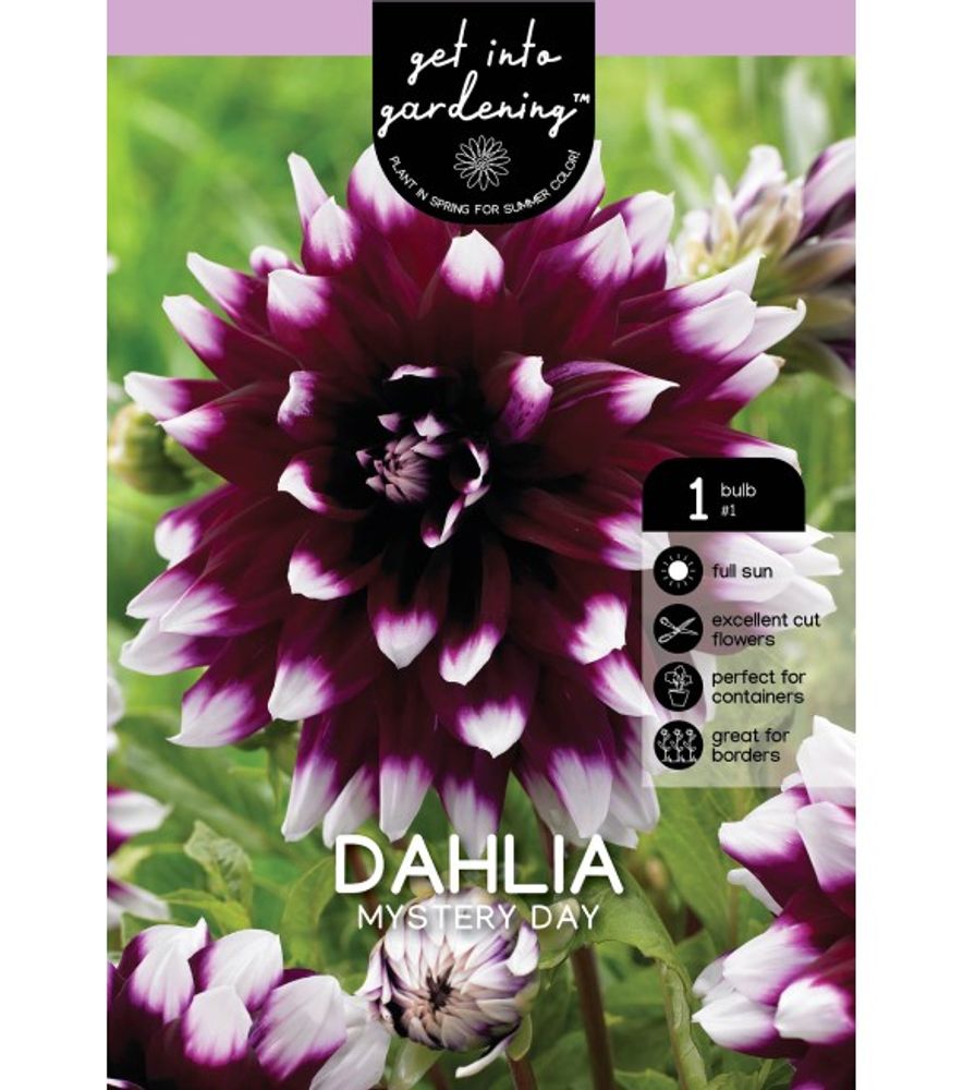 Van Zyverden, Bicolor Mystery Day Tuber Dahlia