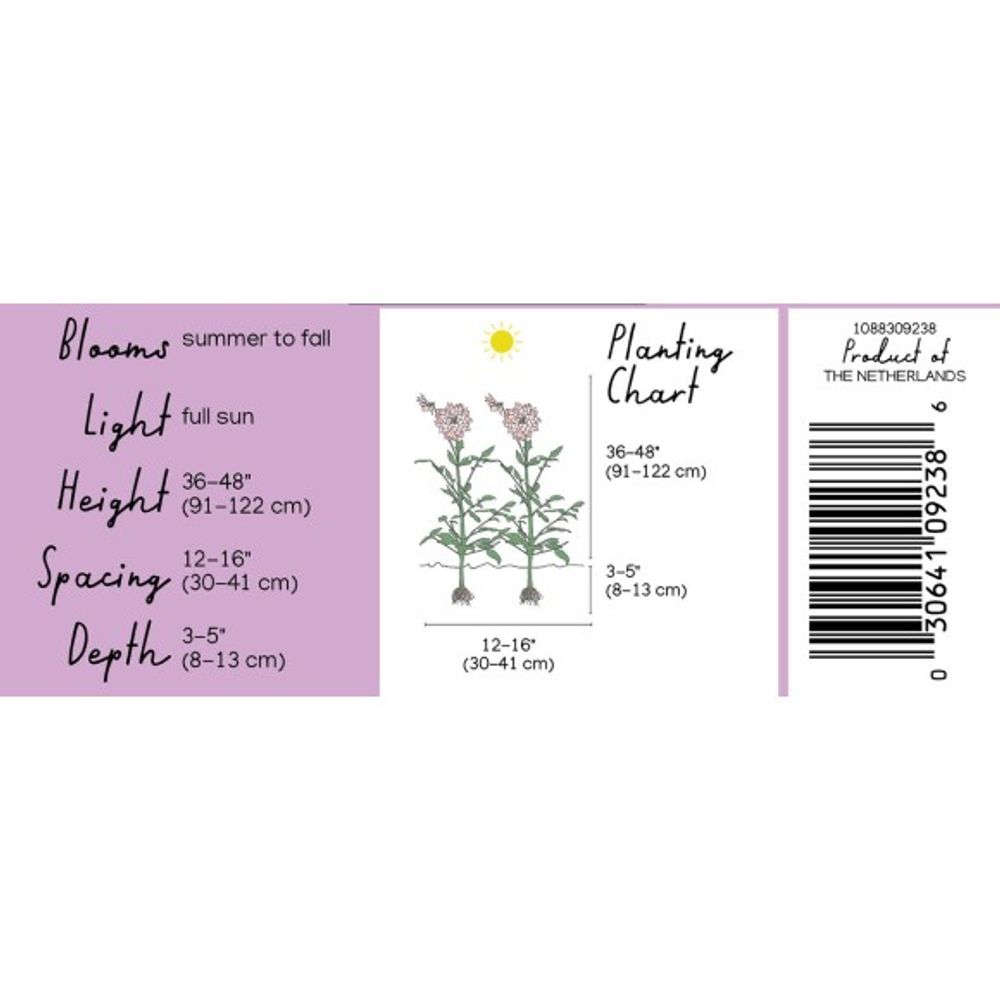 Van Zyverden, Blue Boy Tuber Dahlia 