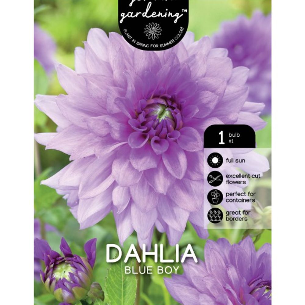 Van Zyverden, Blue Boy Tuber Dahlia 