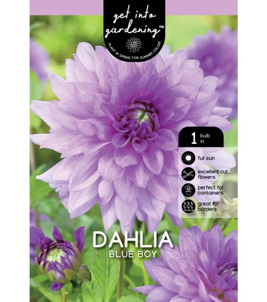 Van Zyverden, Blue Boy Tuber Dahlia