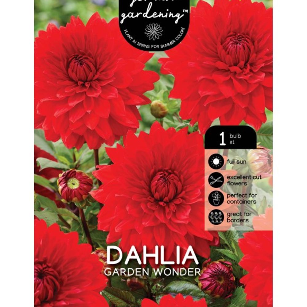 Van Zyverden, Garden Wonder Tuber Dahlia 