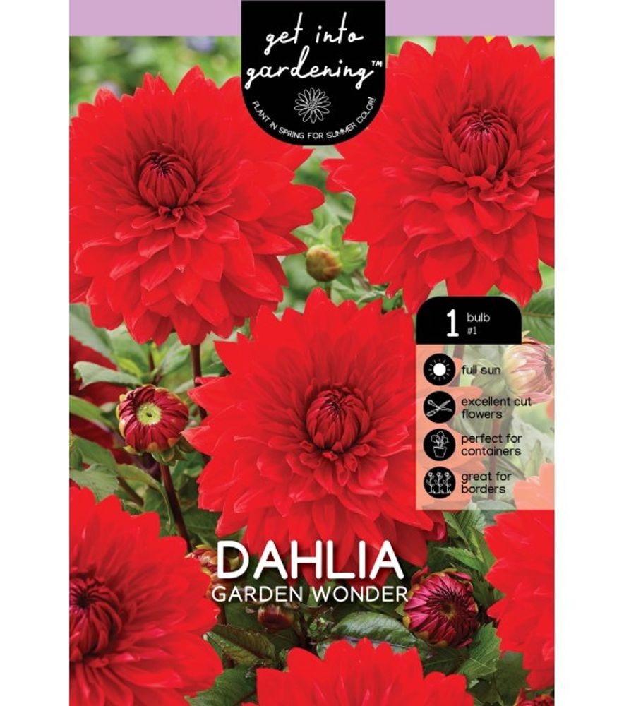 Van Zyverden, Garden Wonder Tuber Dahlia