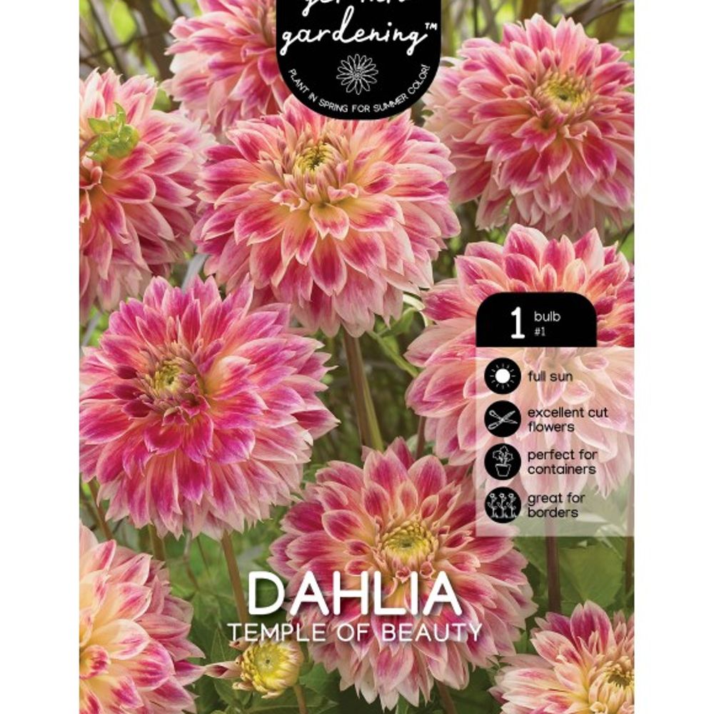 Van Zyverden, Temple of Beauty Tuber Dahlia 