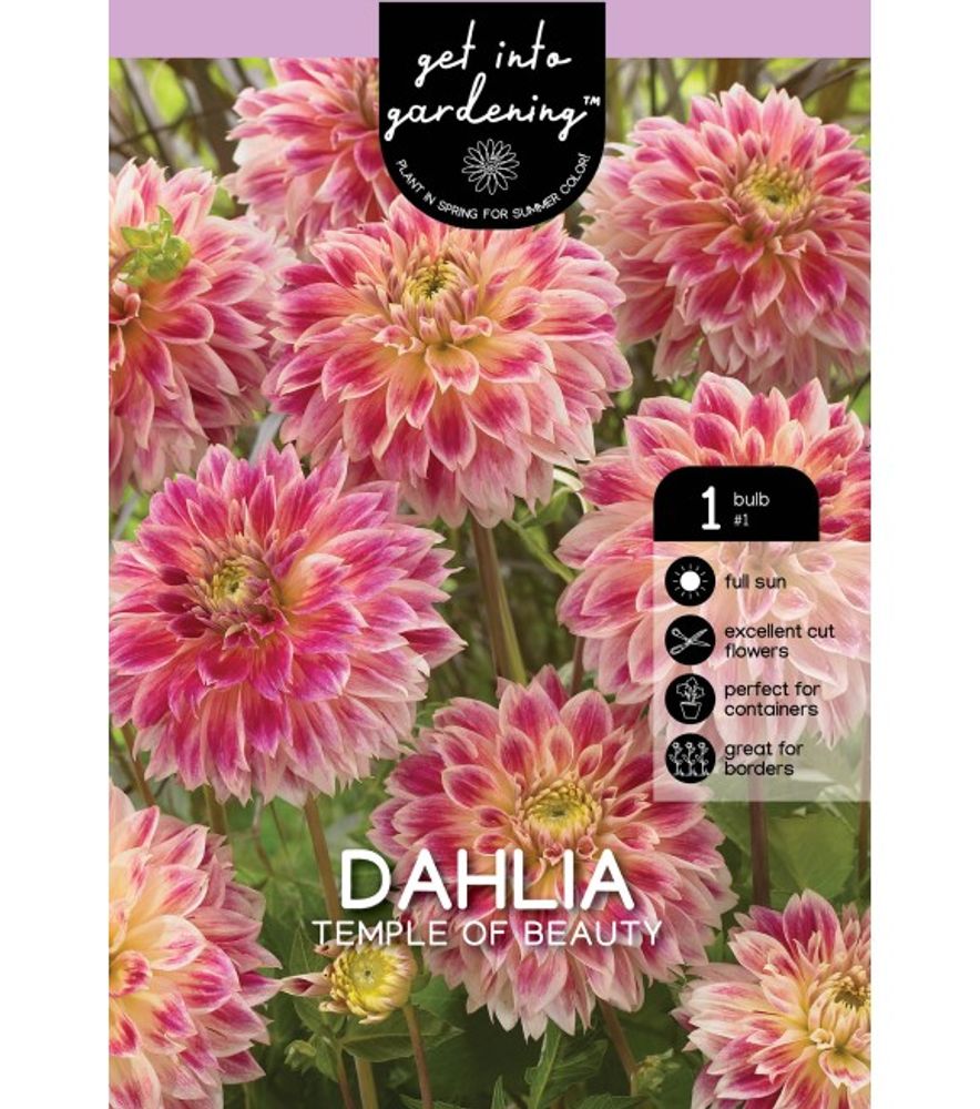 Van Zyverden, Temple of Beauty Tuber Dahlia