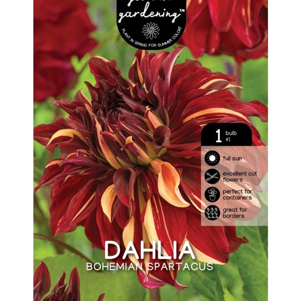 Van Zyverden, Temple of Beauty Tuber Dahlia 