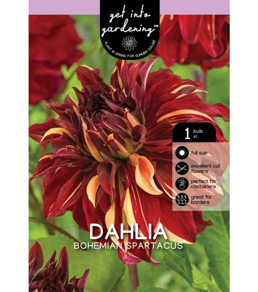 Van Zyverden, Temple of Beauty Tuber Dahlia