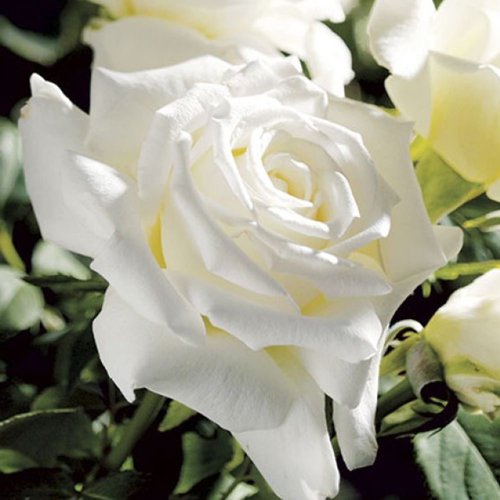 Weeks Roses, Pope John Paul II Hybrid Tea Dormant Potted Rose