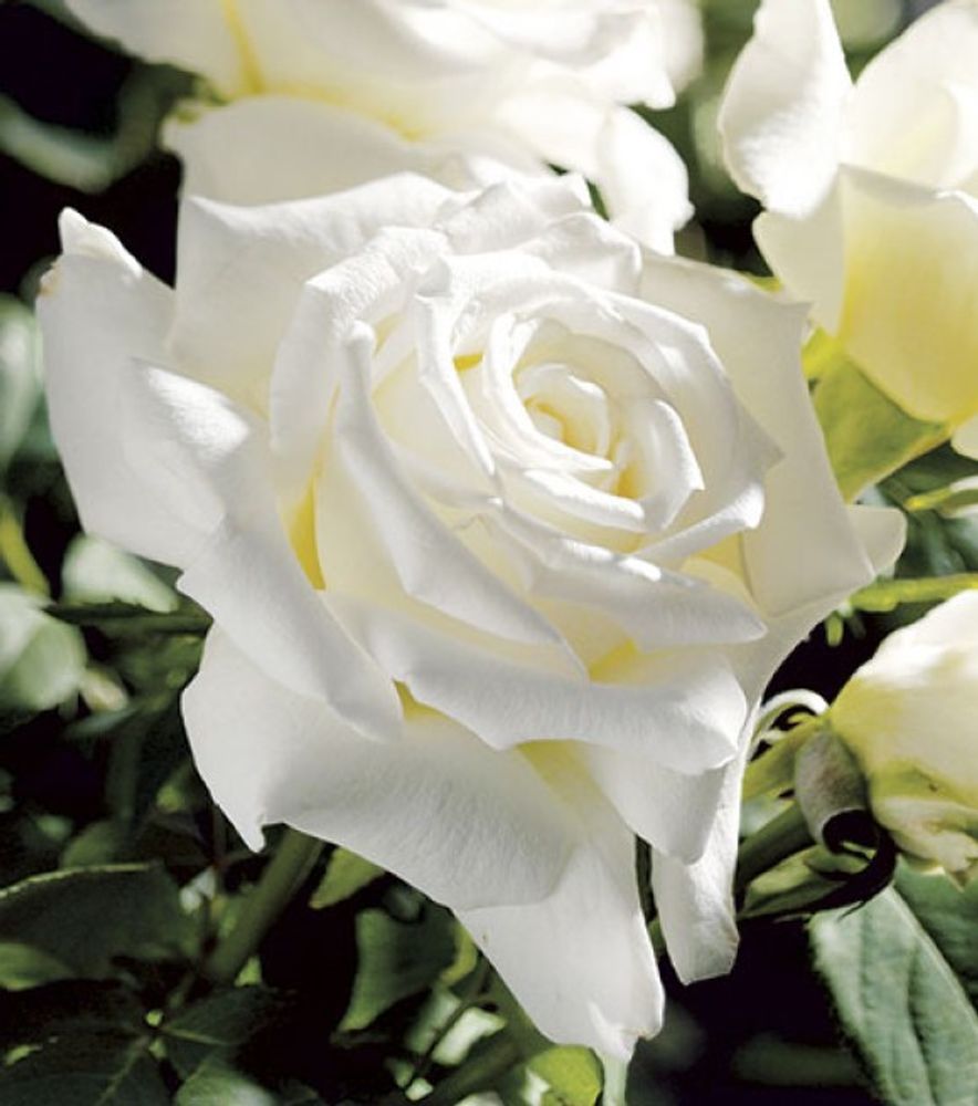 Weeks Roses, Pope John Paul II Hybrid Tea Dormant Potted Rose