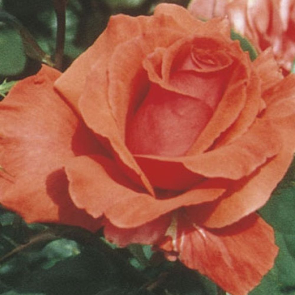 Weeks Roses, Fragrant Cloud Hybrid Tea Dormant Potted Rose