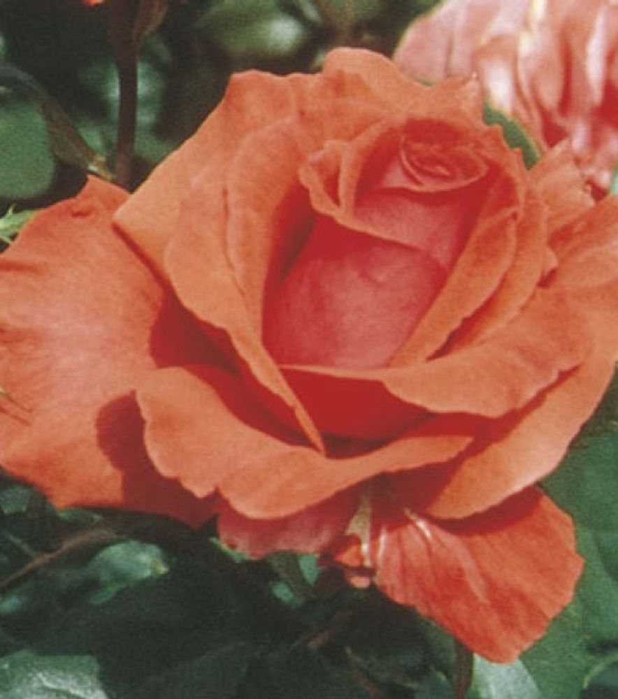 Weeks Roses, Fragrant Cloud Hybrid Tea Dormant Potted Rose