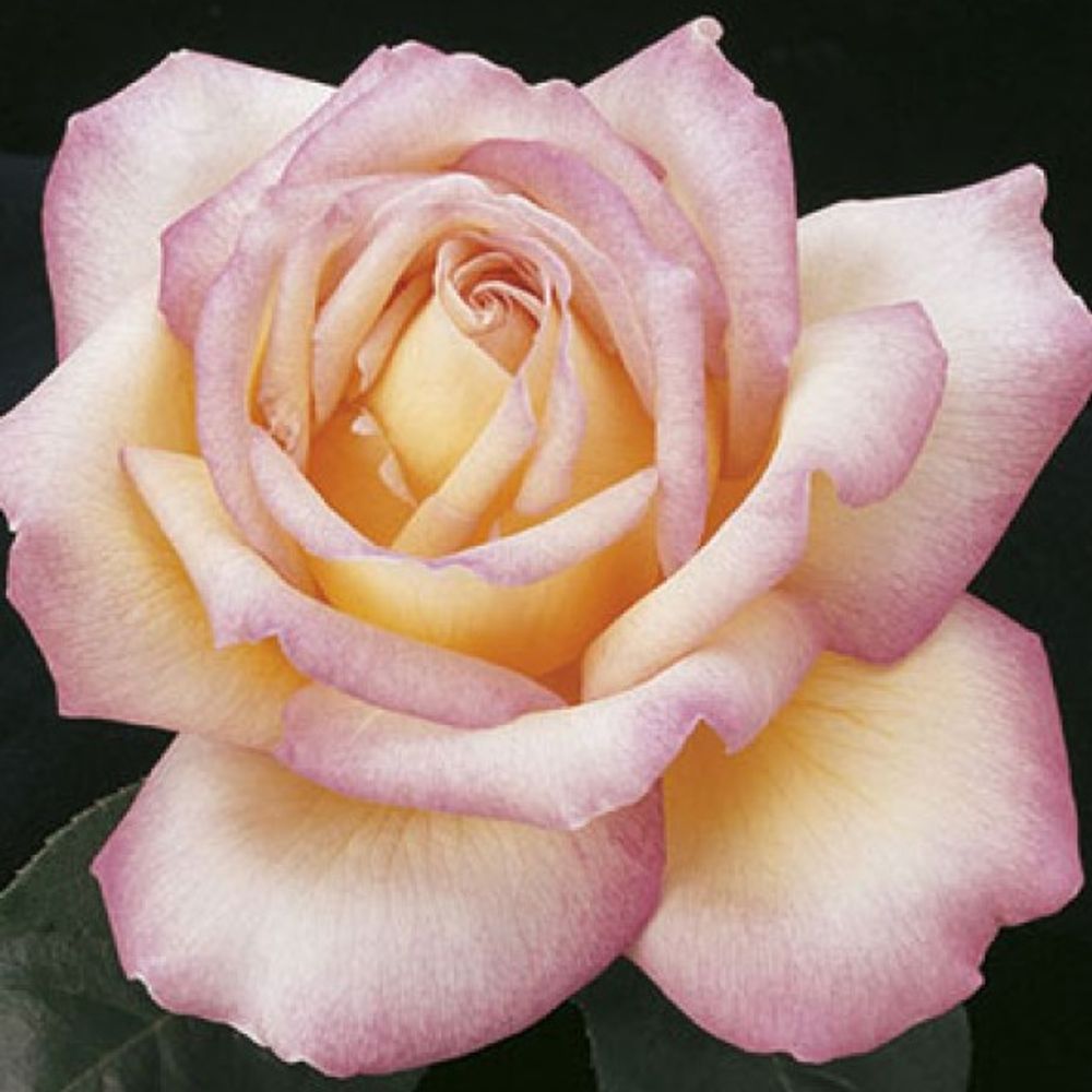 Weeks Roses, Peace Hybrid Tea Dormant Potted Rose