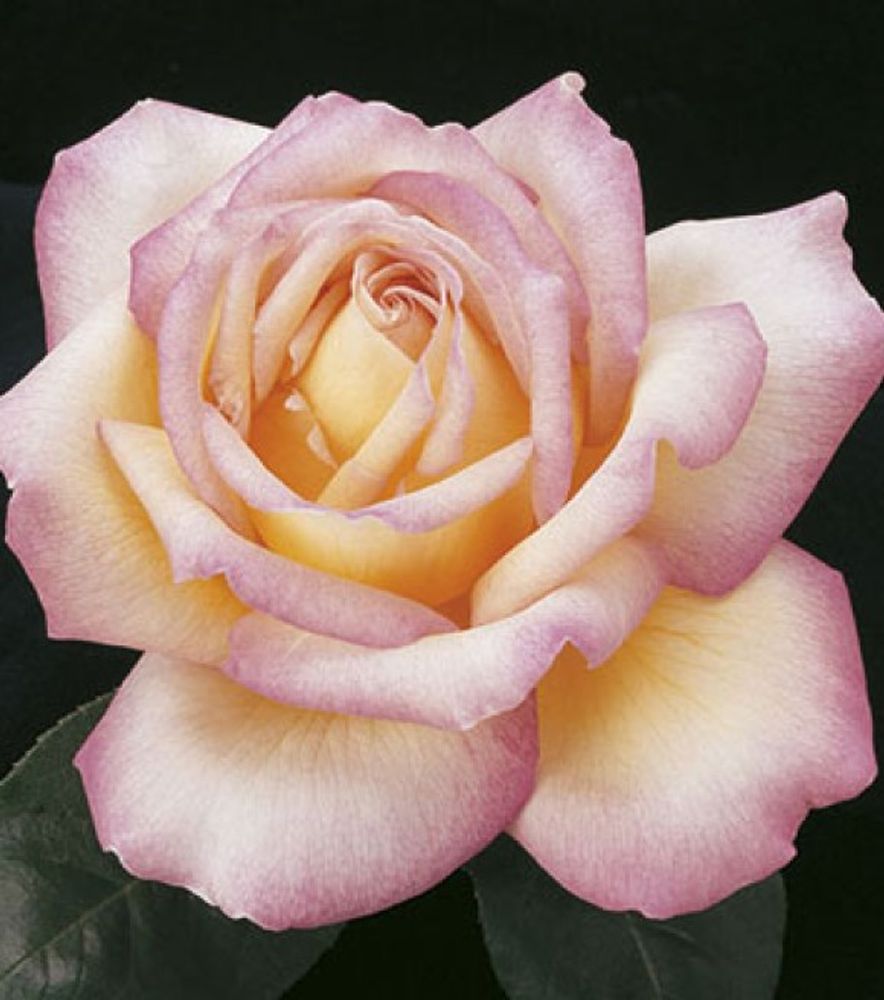 Weeks Roses, Peace Hybrid Tea Dormant Potted Rose