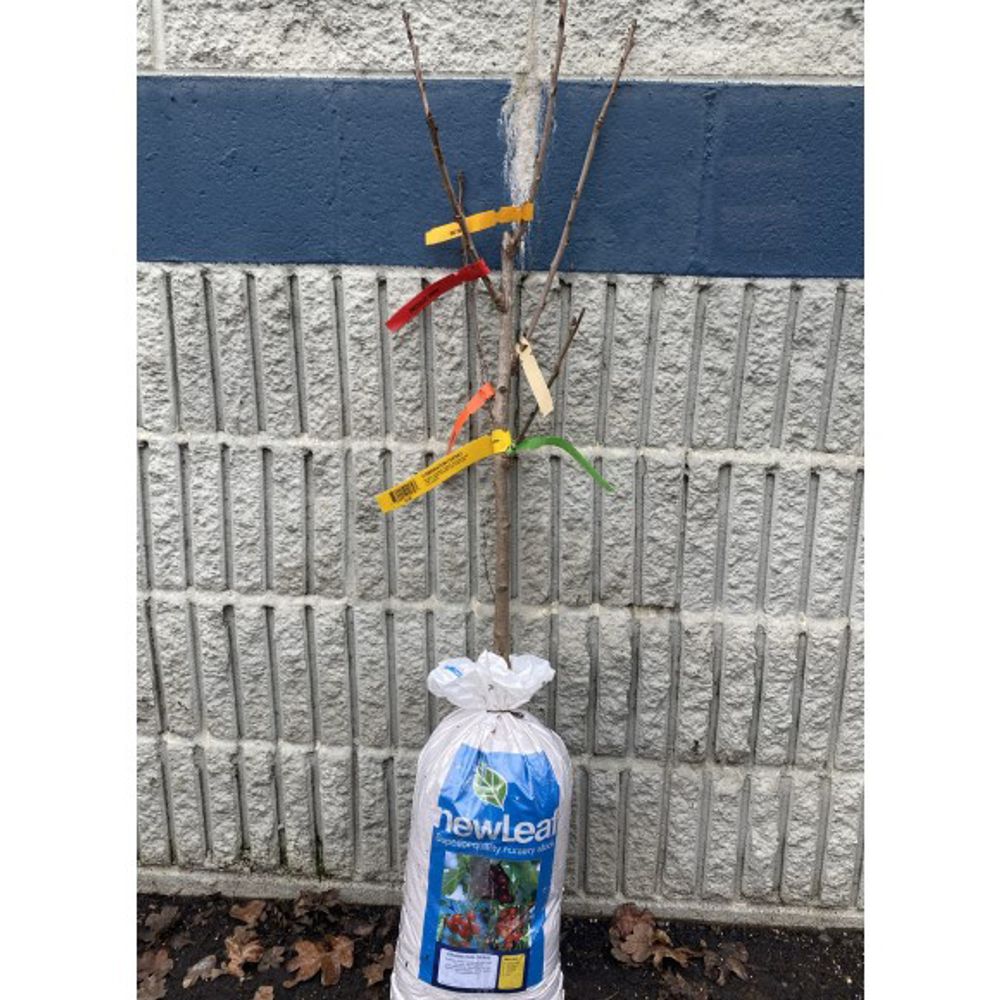 New Leaf,  3-in-1 Combination Cherry Bare Root Tree