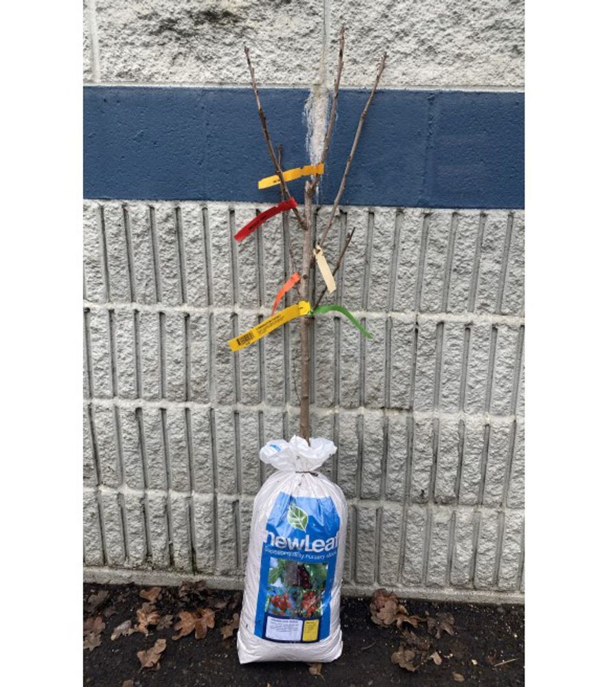 New Leaf, 3-in-1 Combination Cherry Bare Root Tree