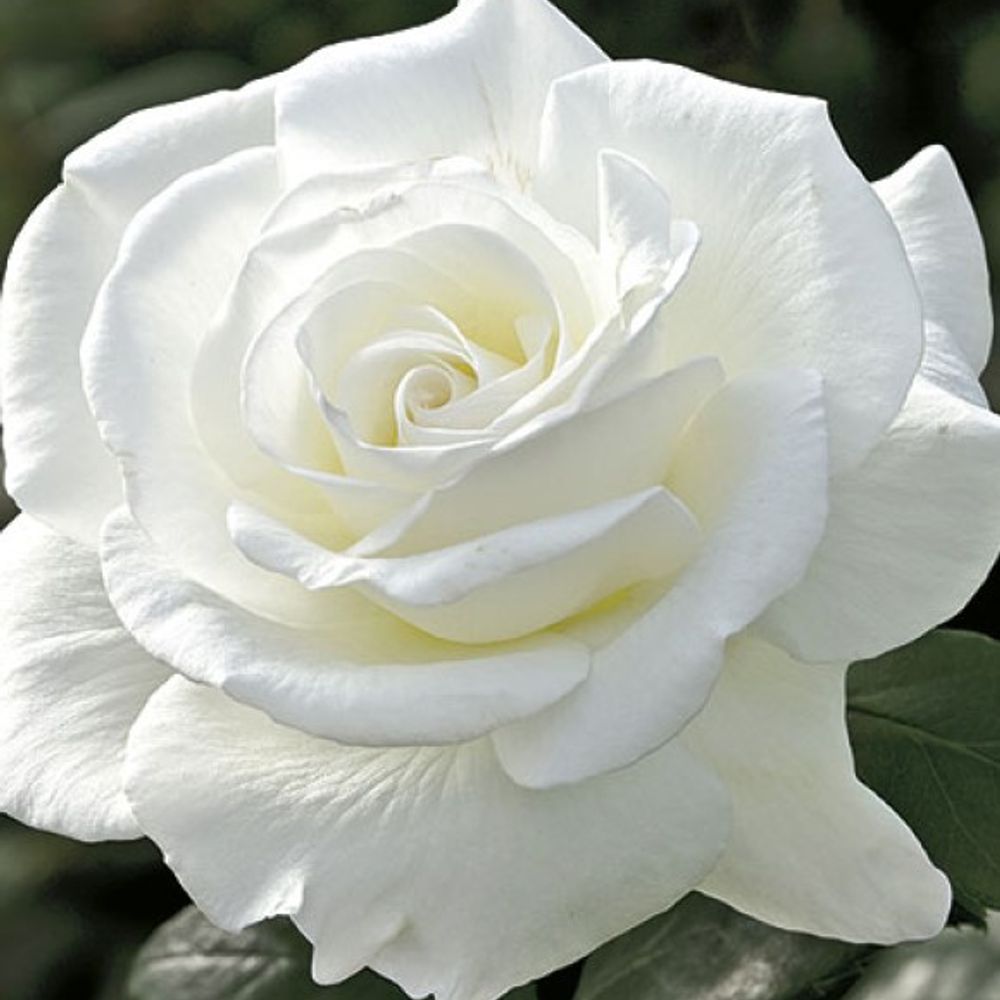 Weeks Roses, Sugar Moon Hybrid Tea Dormant Potted Rose