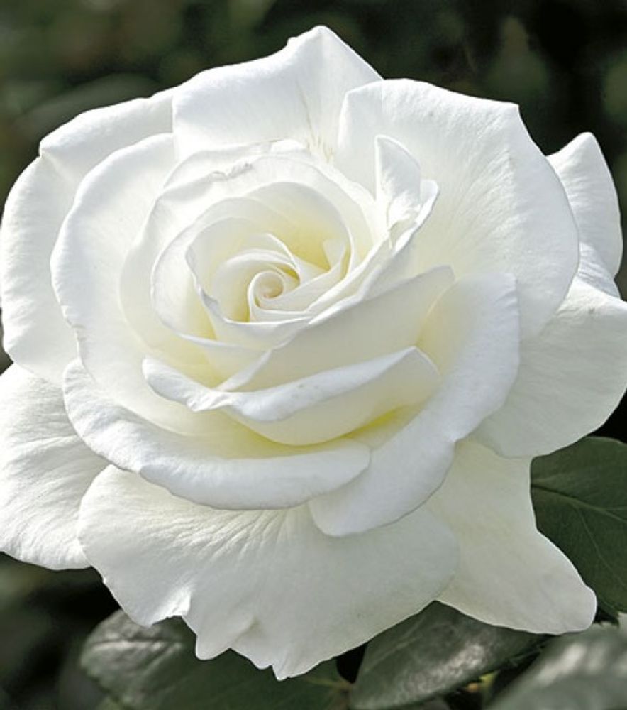 Weeks Roses, Sugar Moon Hybrid Tea Dormant Potted Rose