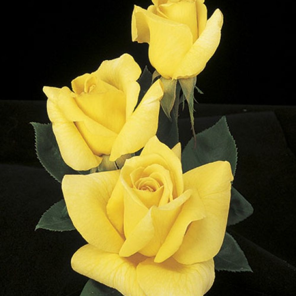 Weeks Roses, Oregold Hybrid Tea Dormant Potted Rose
