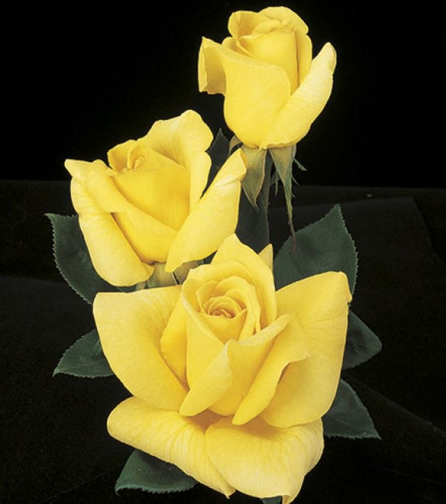 Weeks Roses, Oregold Hybrid Tea Dormant Potted Rose