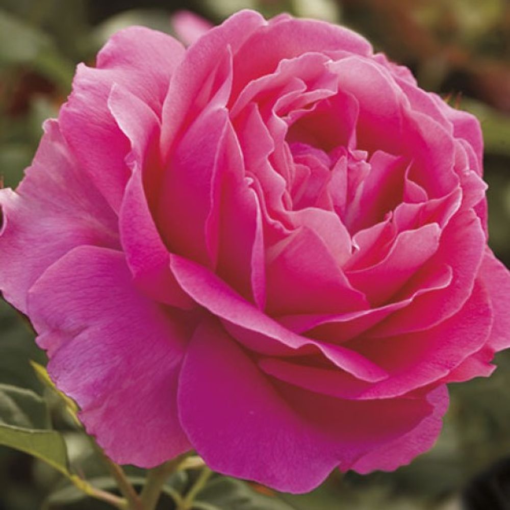 Weeks Roses, Grande Dame Hybrid Tea Dormant Potted Rose