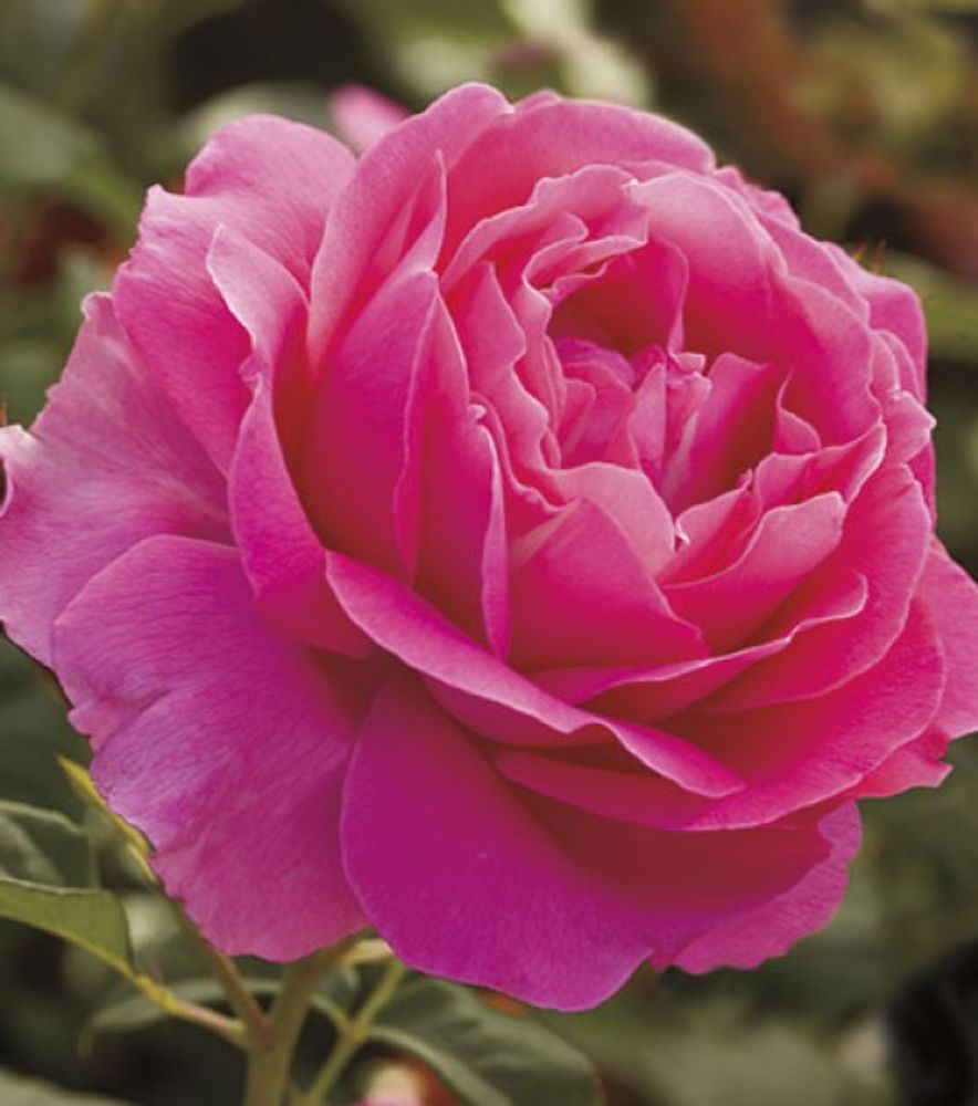 Weeks Roses, Grande Dame Hybrid Tea Dormant Potted Rose