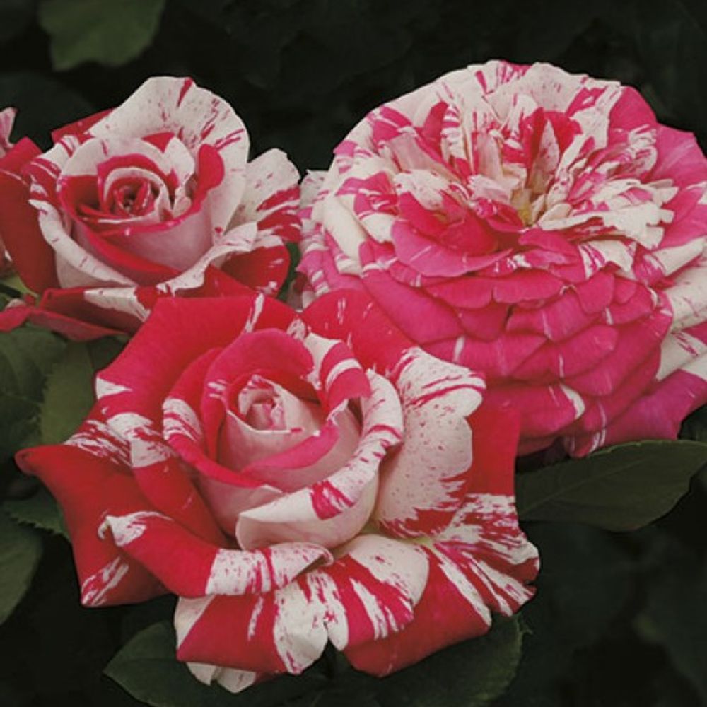 Weeks Roses, Neil Diamond Hybrid Tea Dormant Potted Rose