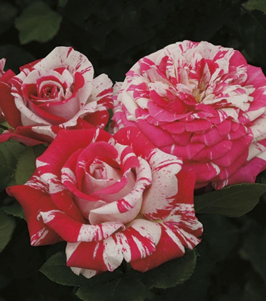 Weeks Roses, Neil Diamond Hybrid Tea Dormant Potted Rose