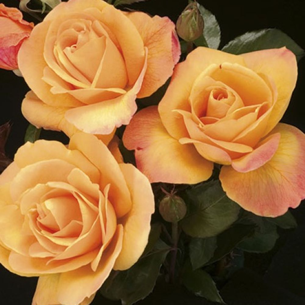 Weeks Roses, Strike It Rich Grandiflora Dormant Potted Rose