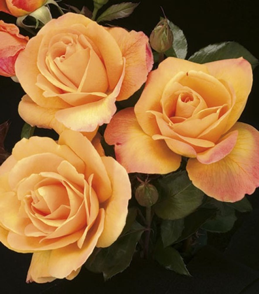 Weeks Roses, Strike It Rich Grandiflora Dormant Potted Rose